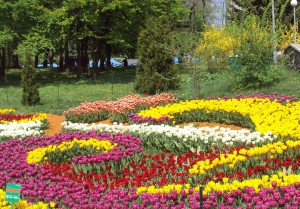 Выставка тюльпанов в Киеве 2013 — не пропустить